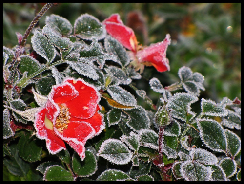 jesienno- zimowe róże:)