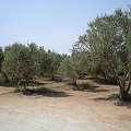 Akrotiri - Monaster św. Mikołaja od Kotów - gaj oliwny #Cypr #Akrotiri