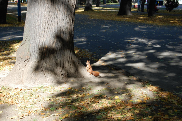 Park Legnica- jesień 2008 #park #Legnica #jesień