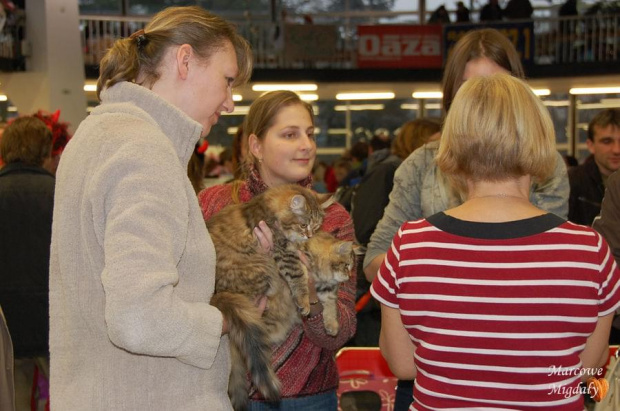 Wystawa Kotów Rasowych Ołomuniec Czechy 05.12.2009 - koty syberyjskie