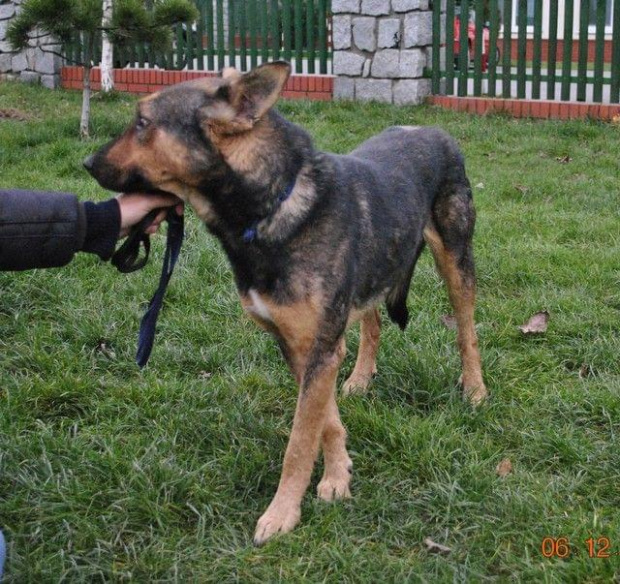 Argo miał starą sączącą się ranę na tylnej łapce. W tej chwili rana jest już zagojona i zaczyna odrastać sierść.
Psiak nie jest agresywny. Ma około 3-4 lat.
Szuka odpowiedzialnego domu. #PsySzukająceDomu