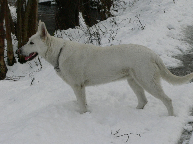 Star of Tiger BERTA (KAMA) #BiałyOwczarekSzwajcarski