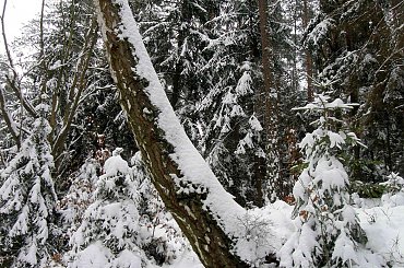 #Wędrownik #BoryTucholskie