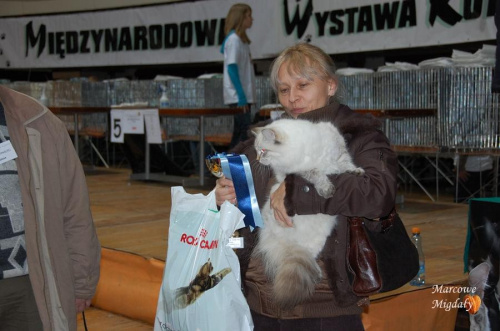 Wystawa Kotów Rasowych Olsztyn 16-17.01.2010 - część II