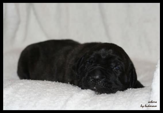 cane corso - cohors