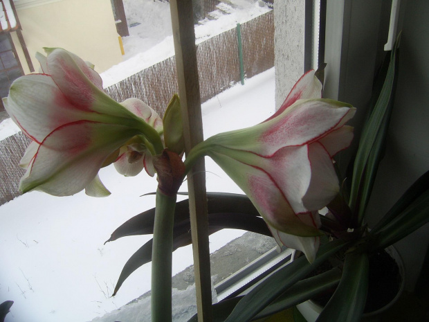 hippeastrum z 26 grudnia. Tak wyglada 1 lutego !