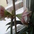 hippeastrum z 26 grudnia. Tak wyglada 1 lutego !