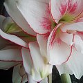 hippeastrum