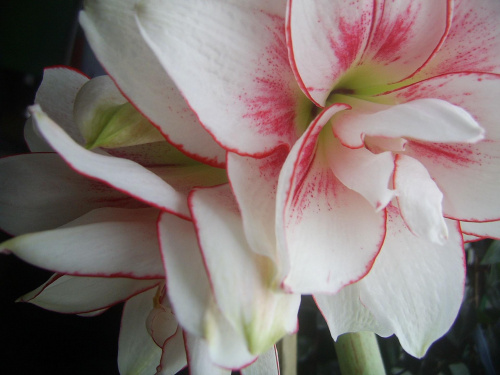 hippeastrum