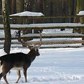 Wielkopolska Spontan centralny