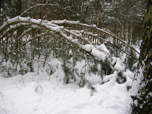 Pod ciężarem śniegu #las #przyroda #krajobrazy #zima