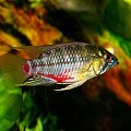 Samiec - Apistogramma Hongsloi