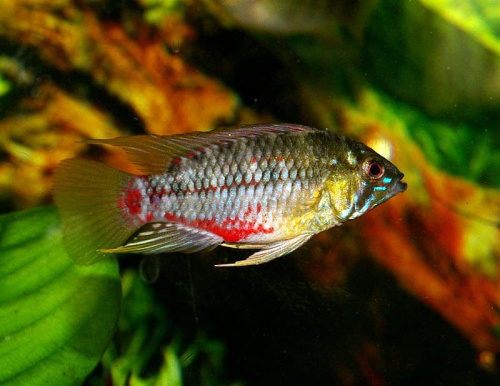 Samiec - Apistogramma Hongsloi