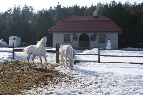 zima trzyma #konie #stajnia #araby