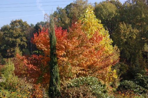 barwy jesieni w moim ogrodzie