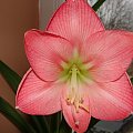 #hippeastrum