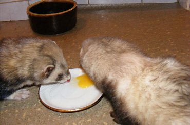 #fretka #Error #Ercio #Plastus