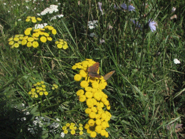 Czerwończyk żaczek #motyl