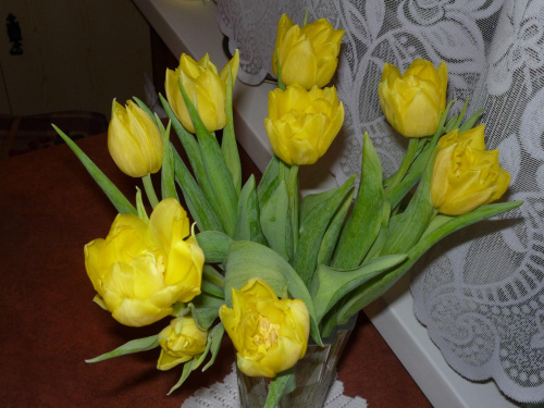 #kwiaty #tulipany #przyroda