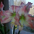 #hippeastrum