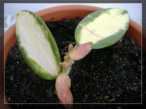 Hoya Parasitica Variegata