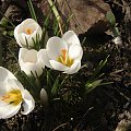 Krosusy i biedronka ... #biedronka #owady #kwiaty #krorusy #natura #wiosna