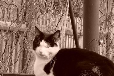 kotek na studzience #kot #studnia #wieś #sepia