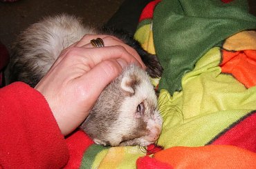 portrety, ząbki, nowy kocyk ) #fretka #zęby #Kubuś #Gapcio #kocyk