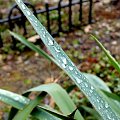 wiosenny deszcz #wiosna #deszcz #zieleń #woda #PoDeszczu