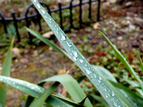 wiosenny deszcz #wiosna #deszcz #zieleń #woda #PoDeszczu