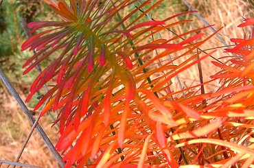 Cóż za piękne kolory ma natura jesienią szczególnie w połączeniu z funkcją macro! #barwa #barwy #jesien #jesień #kolor #kolory #lisc #liść #macro #natura #PaletaBarw #piękno #przyroda #tęcza #złoto #zółć #chwasty #uroda #kolorystyka