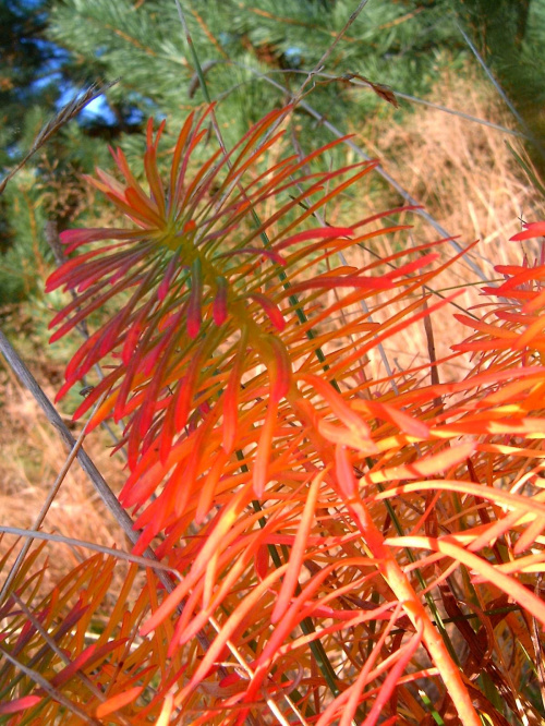 Cóż za piękne kolory ma natura jesienią szczególnie w połączeniu z funkcją macro! #barwa #barwy #jesien #jesień #kolor #kolory #lisc #liść #macro #natura #PaletaBarw #piękno #przyroda #tęcza #złoto #zółć #chwasty #uroda #kolorystyka