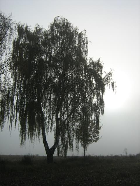 #jesień #mgła #słońce #drzewa #przyroda