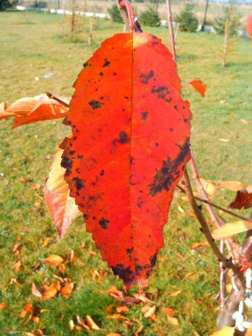 czerwony lisc na tle zieleni #liść #zółć #kolor #złoto #barwa #barwy #kolory #jesien #jesień #piękno #natura #przyroda #macro #PaletaBarw #tęcza #czerwień