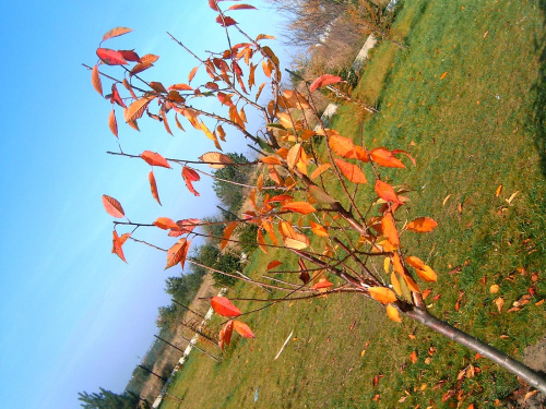 Niestety to już koniec lata:( #barwy #brzozy #drzewa #DrzewkoOwocowe #drzewo #jesień #kolory #las #liscie #natura #opad #piękno #przyroda #sosny #zółć #zółtość