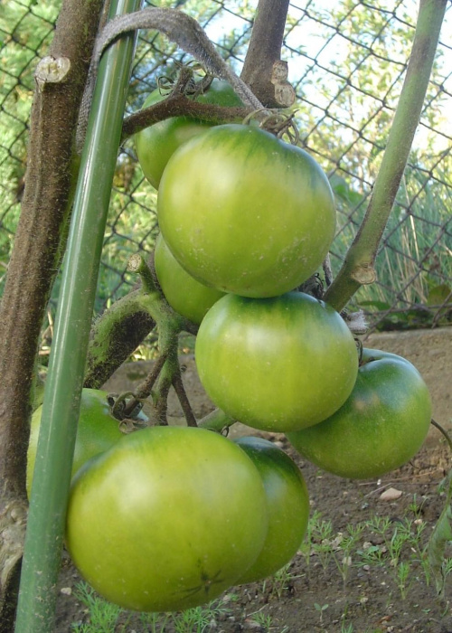 Zielone pomidory #pomidory #warzywa #ogród