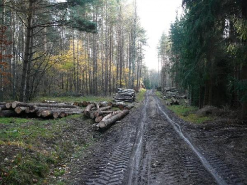 Droga zjeżdżona przez samochód do wywózki drewna z lasu