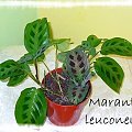 Maranta