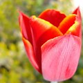 Tulipan #kwiaty #tulipany #wiosna