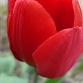 Tilipan #kwiaty #tulipany #wiosna