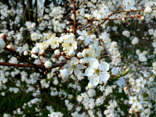 mirabelki II #wiśnia #kwiaty #kwiat #kwiatek #mirabelka #wiśnie #mirabelki #Wiosna2010 #wiosna
