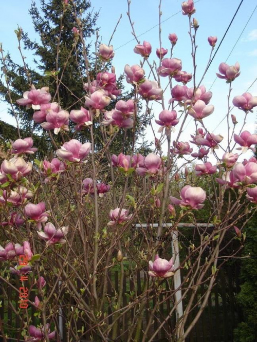 Krzak magnolii