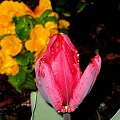 tulipan Rococo