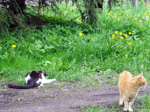 Romek i Rudanek #Koty #zwierzęta