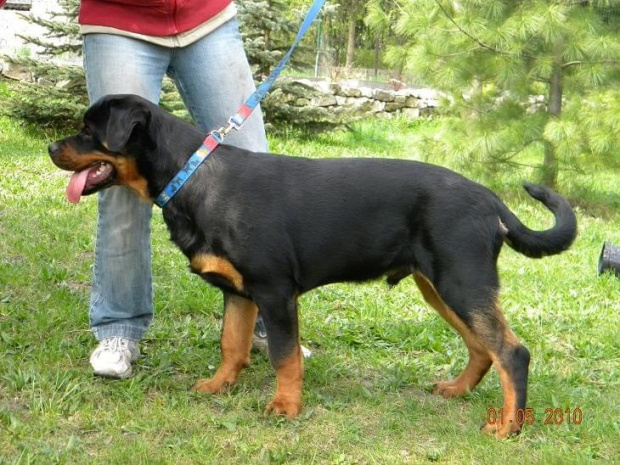 #rottweiler #rottweilery #psy #zwierzęta