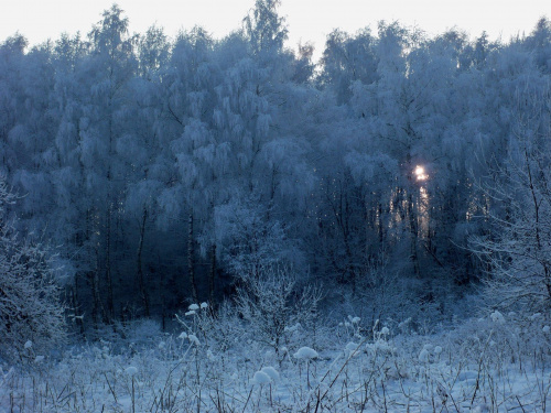 Lasy Iwonicza- Zdroju zimą