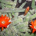 Chamaecereus silvestrii #ChamaecereusSilvestrii #kaktusy #kwiat #Argentyna