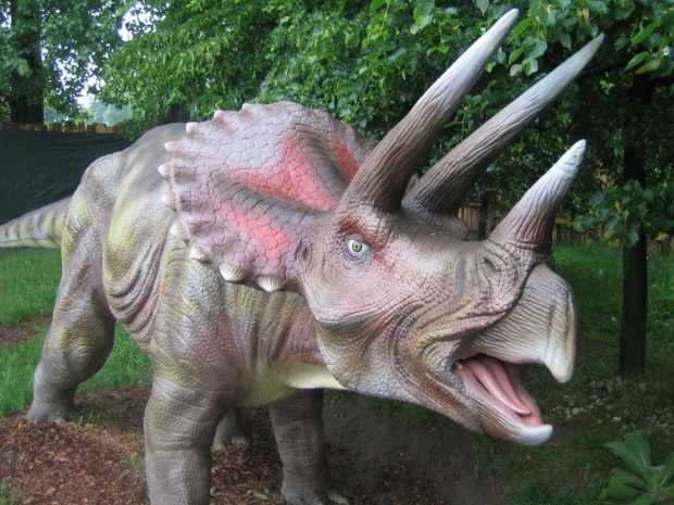 Triceratops mieszkaniec Dino Parku w Rybniku #ChataZPiernika #ChatkaZPiernika #DomNaKurzejNodze #Pinokio #CzerwonyKapturek #Czarownica #BabaJaga #JaśIMałgosia #MurzynekBambo #TomcioPaluszek #Rzepka #SmokWawelski #SmoczaJama #wypoczynek #Dinozaury