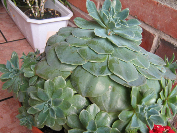 Aeonium