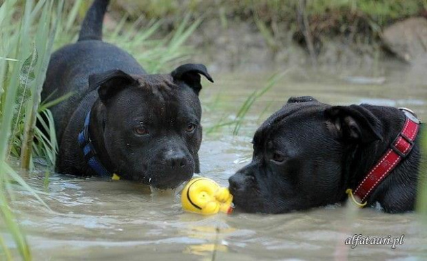 Travis & Shaq